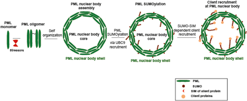 PML Nuclear bodies: the cancer connection and beyond.