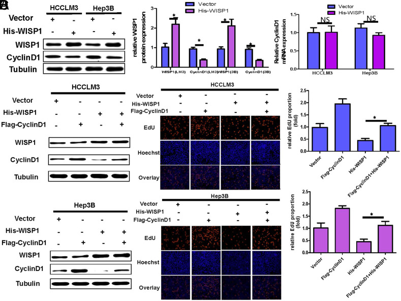 WISP1 Inhibits Hepatocellular Carcinoma Cell Proliferation by Promoting CyclinD1 Ubiquitination and Downregulating its Expression.
