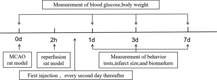 Effects and mechanisms of long-acting glucagon-like peptide-1 receptor agonist semaglutide on microglia phenotypic transformation and neuroinflammation after cerebral ischemia/reperfusion in rats.