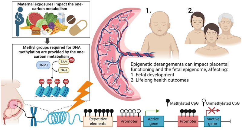 The one-carbon metabolism as an underlying pathway for placental DNA methylation - a systematic review.