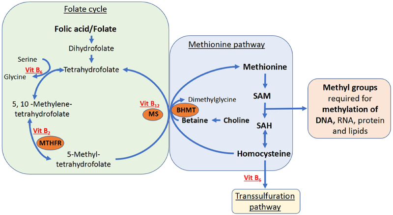 The one-carbon metabolism as an underlying pathway for placental DNA methylation - a systematic review.