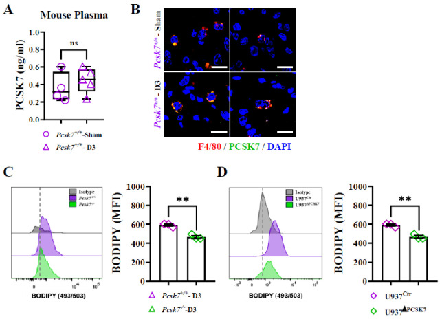 Targeting proprotein convertase subtilisin/kexin type 7 in macrophages as a therapeutic strategy to mitigate myocardial infarction-induced inflammation.