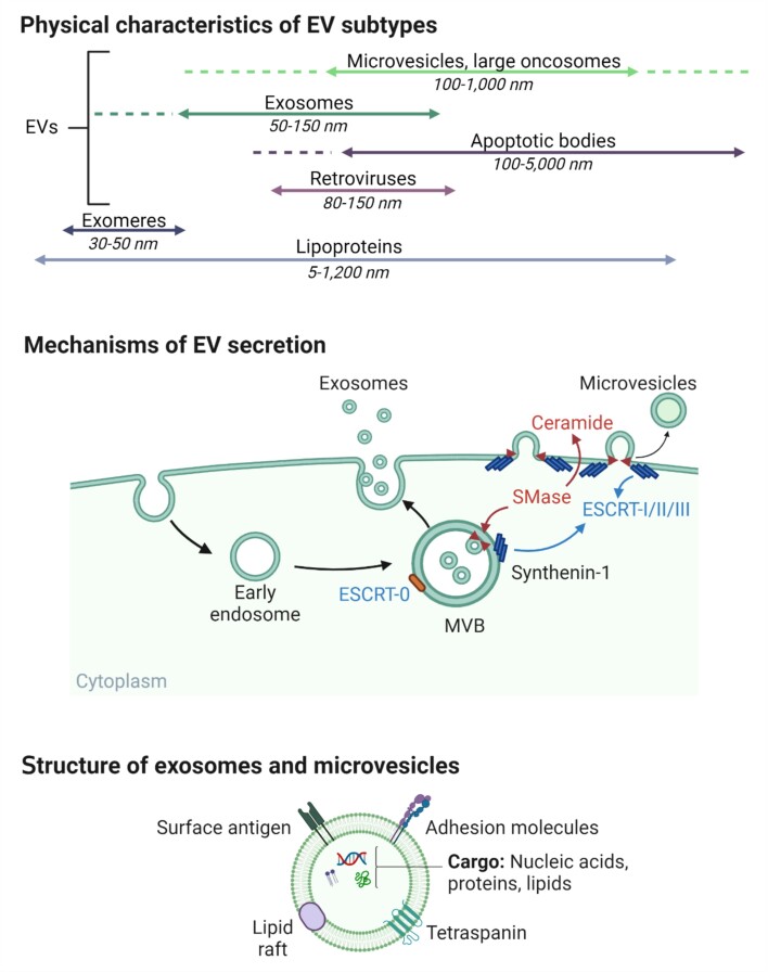 Extracellular vesicles role in radio(nuclide)therapy.