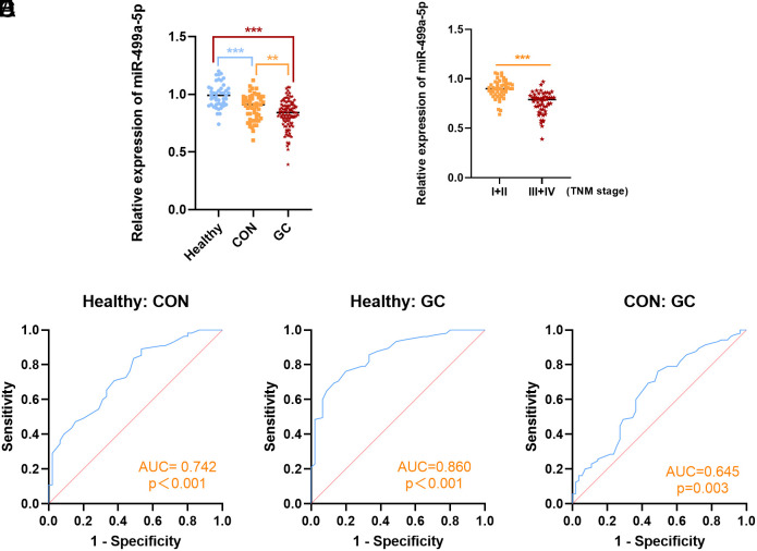 Functional Role of miR-499a-5p in the Development of Gastric Cancer.