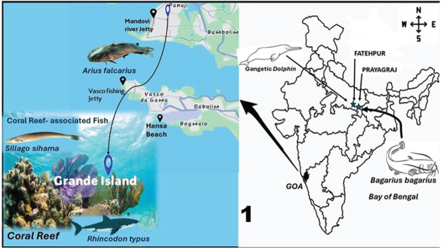 A contribution on first report of morphogenetic characterization of <i>Anisakis typica</i> parasitizing Indian sand whiting, <i>Sillago sihama</i> from Central west coast of India.