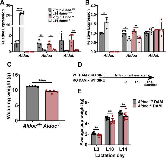 Physiological consequences of Aldolase C deficiency during lactation.