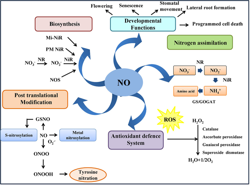 Nitric oxide in plants: an insight on redox activity and responses toward abiotic stress signaling.