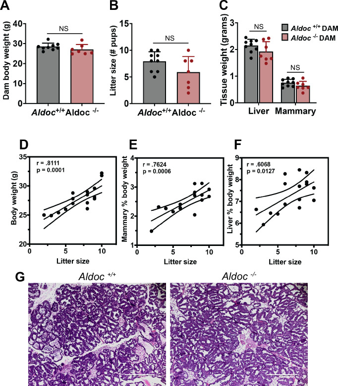 Physiological consequences of Aldolase C deficiency during lactation.