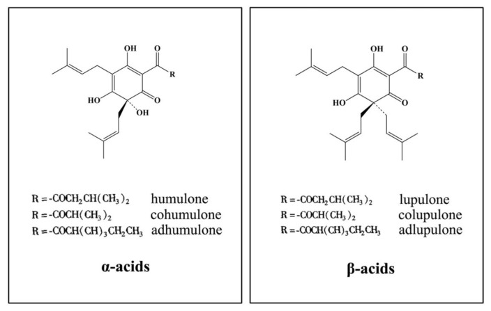 Bitter acids from Humulus lupulus L. alleviate D-galactose induced osteoblastic senescence and bone loss via regulating AKT/mTOR-mediated autophagy.