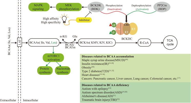 Identification of putative allosteric inhibitors of BCKDK via virtual screening and biological evaluation.