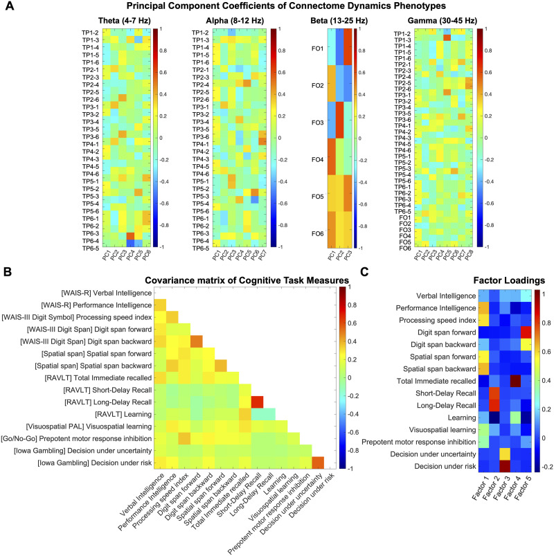 Cognitive abilities are associated with rapid dynamics of electrophysiological connectome states.