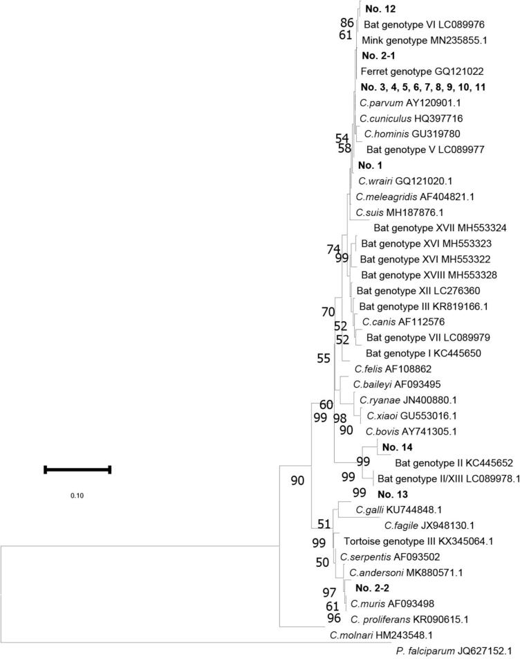 Molecular characterization and zoonotic risk assessment of Cryptosporidium spp. in Philippine bats