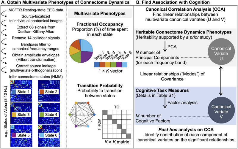 Cognitive abilities are associated with rapid dynamics of electrophysiological connectome states.