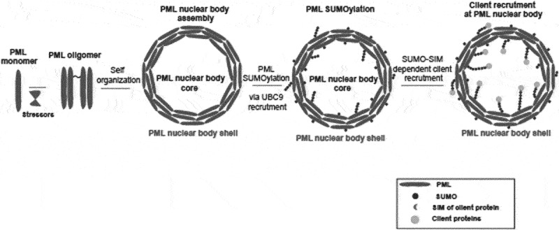 PML Nuclear bodies: the cancer connection and beyond.