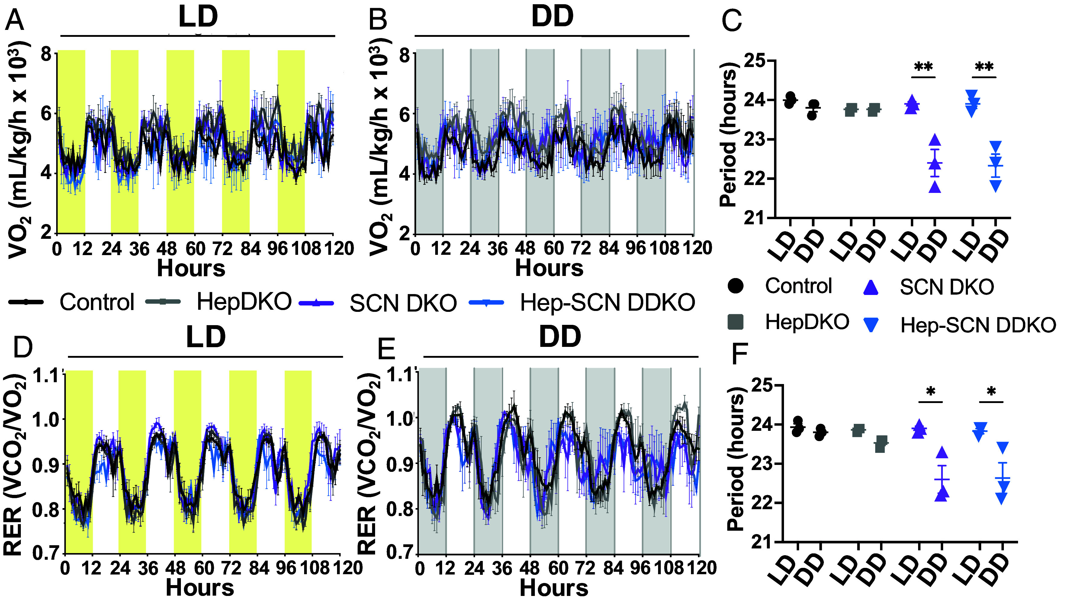 Genetic synchronization of the brain and liver molecular clocks defend against chrono-metabolic disease.