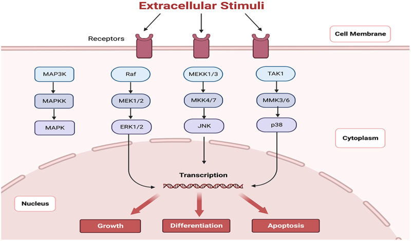 JNK3 inhibitors as promising pharmaceuticals with neuroprotective properties.