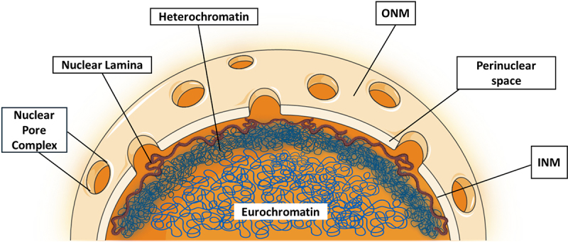 Sensing the squeeze: nuclear mechanotransduction in health and disease.