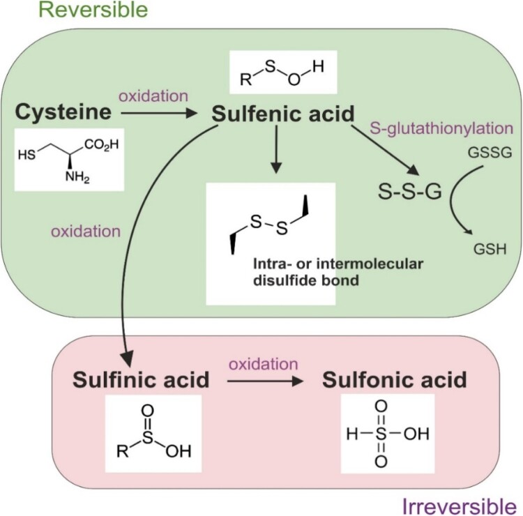 Navigating the redox landscape: reactive oxygen species in regulation of cell cycle.