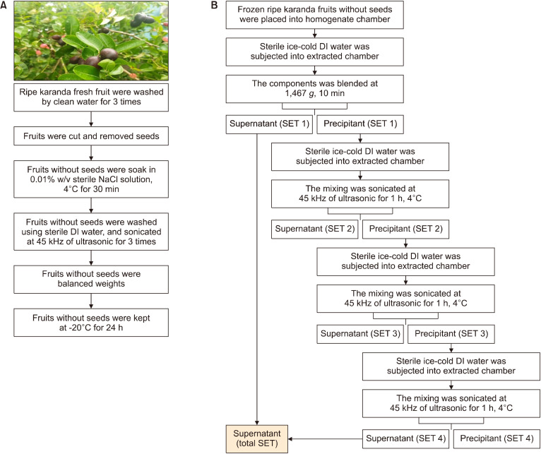 Determination of the Phytochemical Components, Nutritional Content, Biological Activities, and Cytotoxicity of Ripening Karanda (<i>Carissa carandas</i>) Fruit Extract for Functional Food Development.
