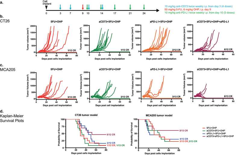 Efficacy and pharmacodynamic effect of anti-CD73 and anti-PD-L1 monoclonal antibodies in combination with cytotoxic therapy: observations from mouse tumor models.