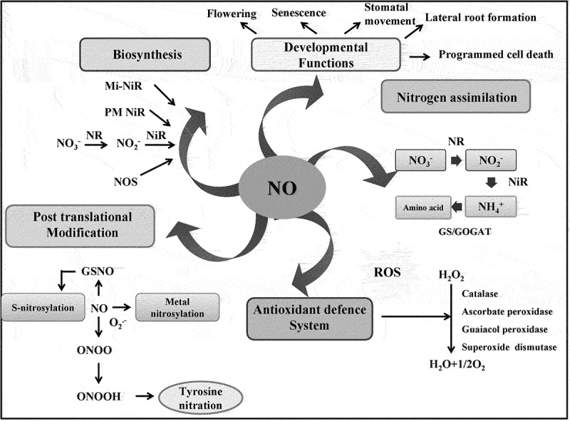 Nitric oxide in plants: an insight on redox activity and responses toward abiotic stress signaling.