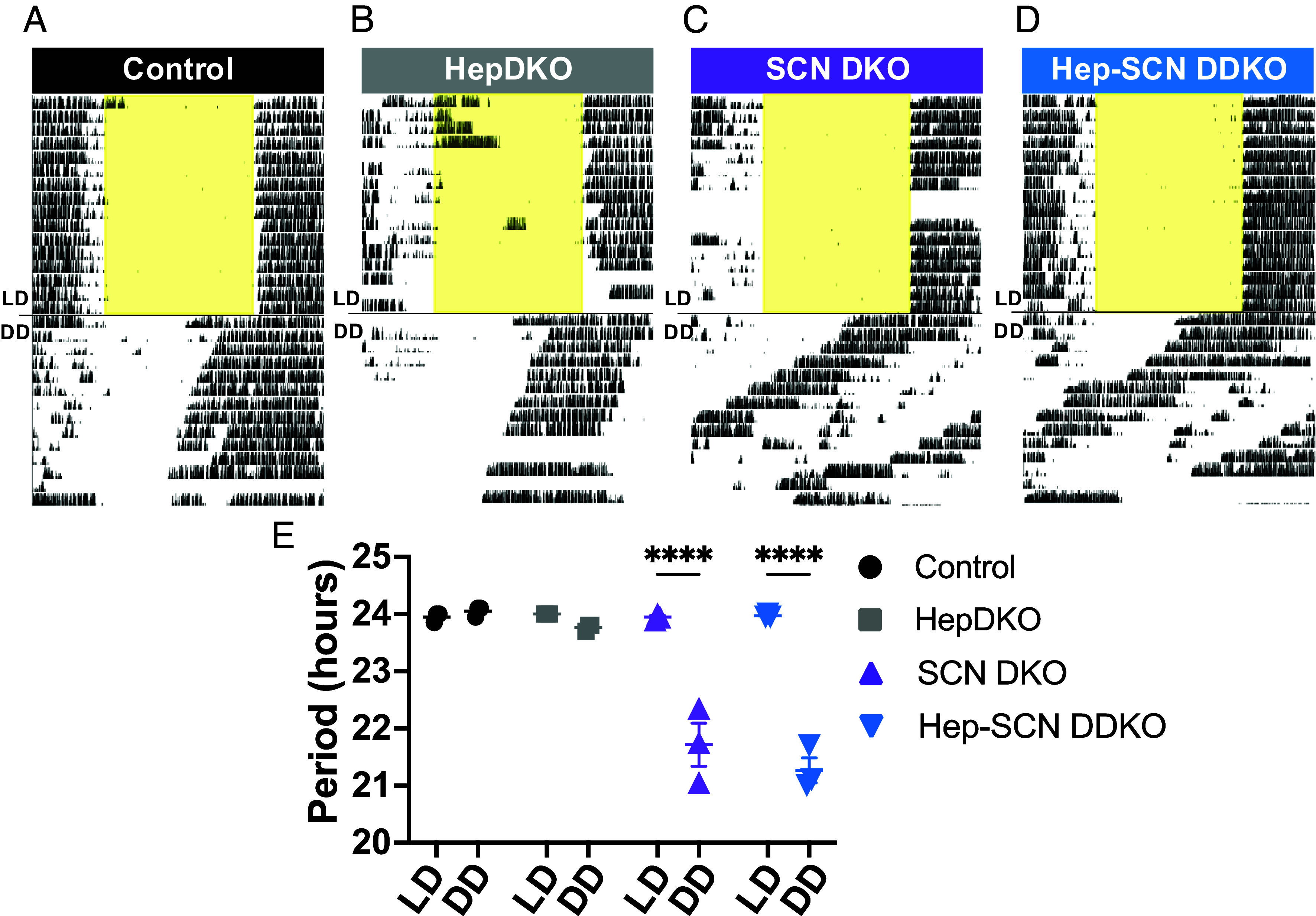 Genetic synchronization of the brain and liver molecular clocks defend against chrono-metabolic disease.