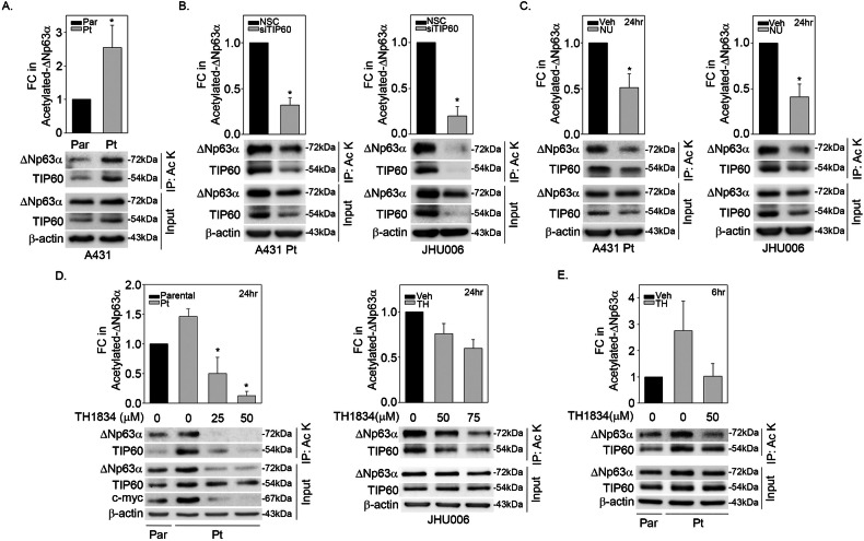 TIP60 enhances cisplatin resistance via regulating ΔNp63α acetylation in SCC.