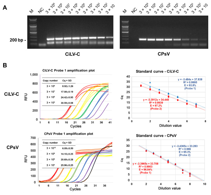 Development of TaqMan-Based Real-Time qPCR Method for Accurate Detection and Quantification of Citrus Psorosis Virus and Cytoplasmic-Type Citrus Leprosis Virus in Saplings.