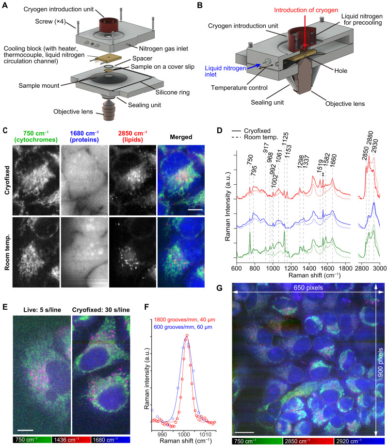 Raman microscopy of cryofixed biological specimens for high-resolution and high-sensitivity chemical imaging.