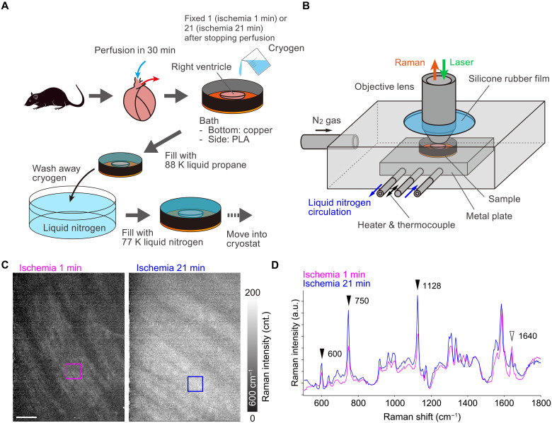 Raman microscopy of cryofixed biological specimens for high-resolution and high-sensitivity chemical imaging.
