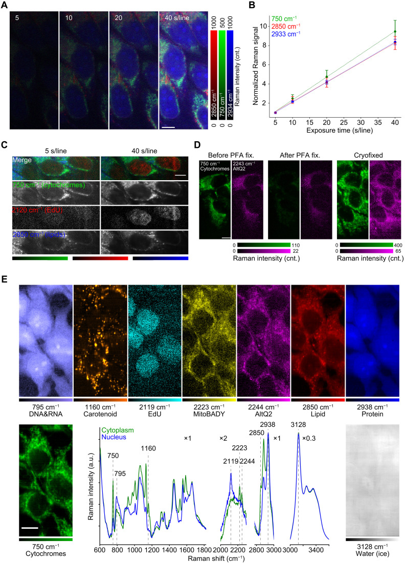 Raman microscopy of cryofixed biological specimens for high-resolution and high-sensitivity chemical imaging.