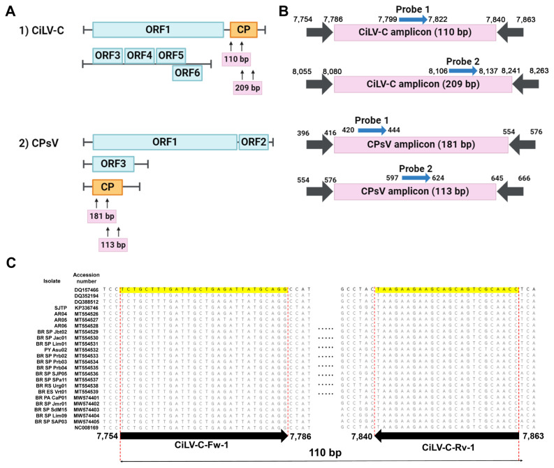 Development of TaqMan-Based Real-Time qPCR Method for Accurate Detection and Quantification of Citrus Psorosis Virus and Cytoplasmic-Type Citrus Leprosis Virus in Saplings.