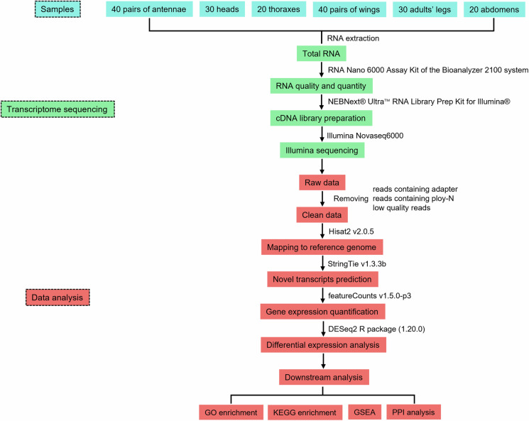 Comprehensive sex- and tissue-specific transcriptome of the destructive invasive pest Tuta absoluta adults.