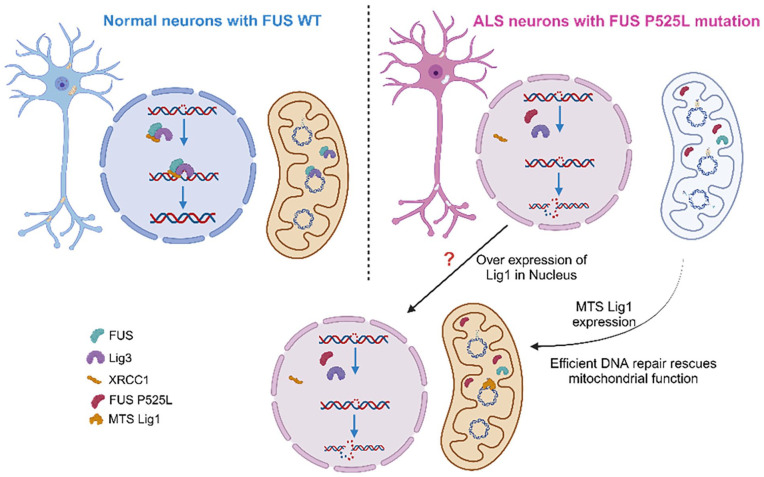 A Commentary on Mitochondrial Dysfunction and Compromised DNA Repair in Neurodegeneration: The Emerging Role of FUS in ALS.