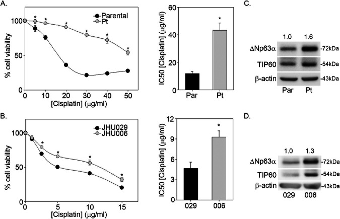 TIP60 enhances cisplatin resistance via regulating ΔNp63α acetylation in SCC.
