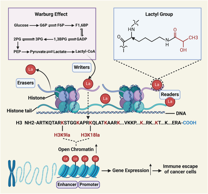 Histone lactylation as a driver of metabolic reprogramming and immune evasion.