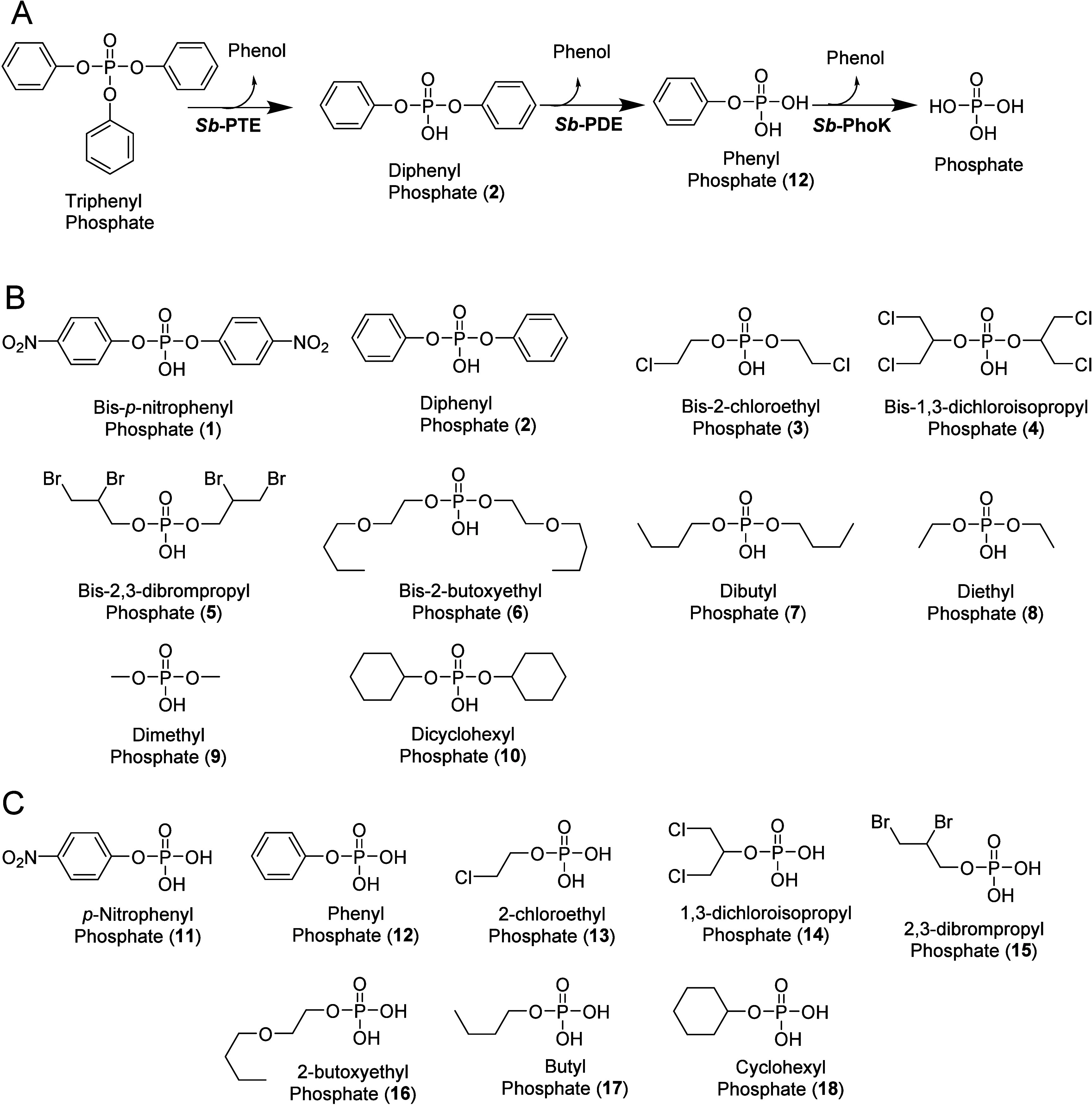 PHP-Family Diesterase from <i>Novosphingobium</i> with Broad Specificity and High Catalytic Efficiency against Organophosphate Flame-Retardant Derived Diesters.