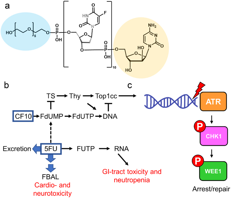 The polymeric fluoropyrimidine CF10 overcomes limitations of 5-FU in pancreatic ductal adenocarcinoma cells through increased replication stress.