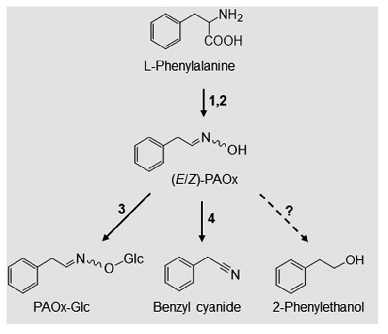 Robotic mechanical wounding is sufficient to induce phenylacetaldoxime accumulation in <i>Tococa quadrialata</i>.