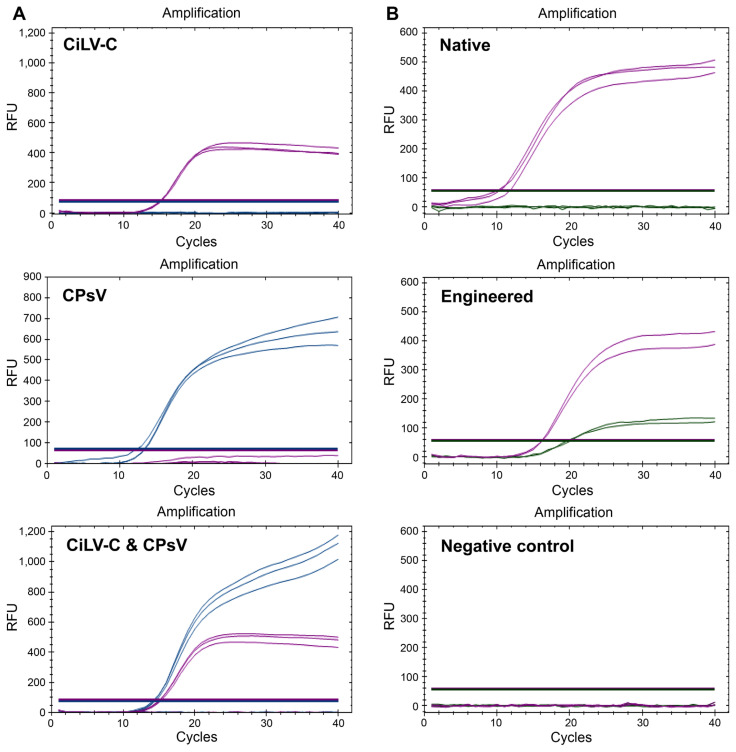 Development of TaqMan-Based Real-Time qPCR Method for Accurate Detection and Quantification of Citrus Psorosis Virus and Cytoplasmic-Type Citrus Leprosis Virus in Saplings.