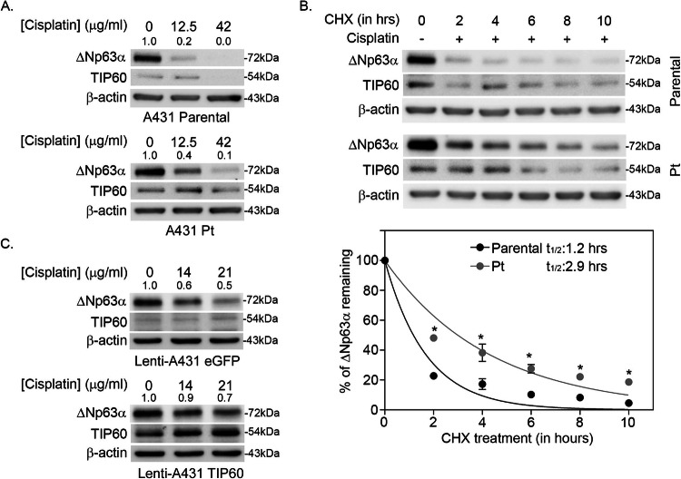TIP60 enhances cisplatin resistance via regulating ΔNp63α acetylation in SCC.