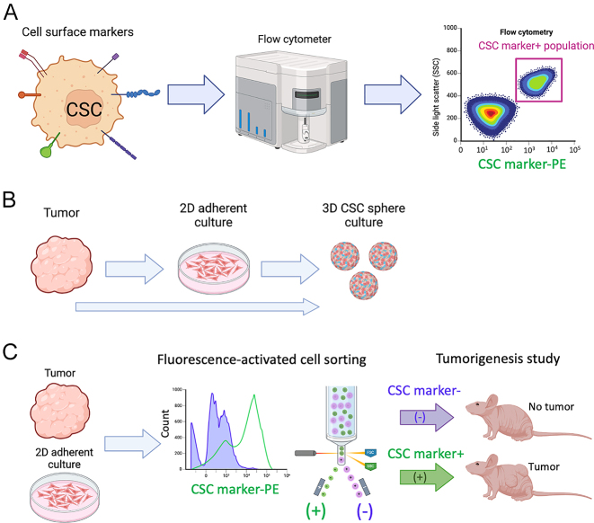 Everything you ever wanted to know about cancer stem cells in neuroendocrine neoplasms but were afraid to ask.