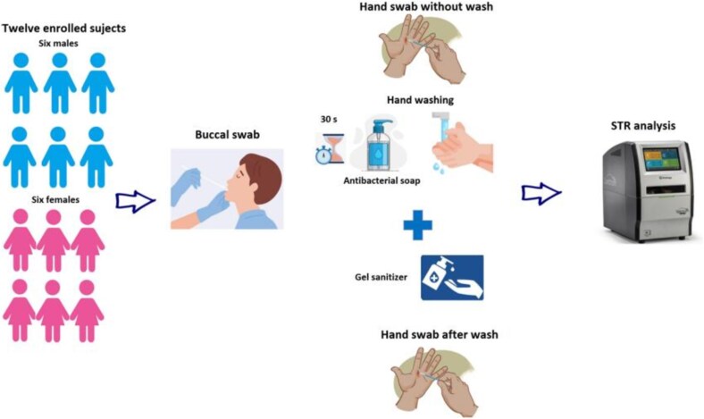 Impact of liquid antibacterial soap and hand sanitizer on DNA transfer in forensic investigations: an experimental study.