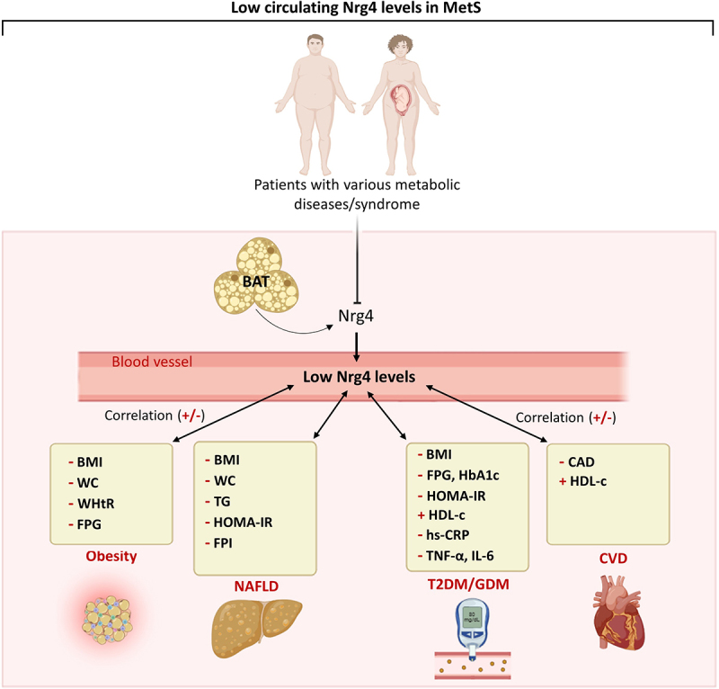 Low circulating levels of neuregulin 4 as a potential biomarker associated with the severity and prognosis of obesity-related metabolic diseases: a systematic review.