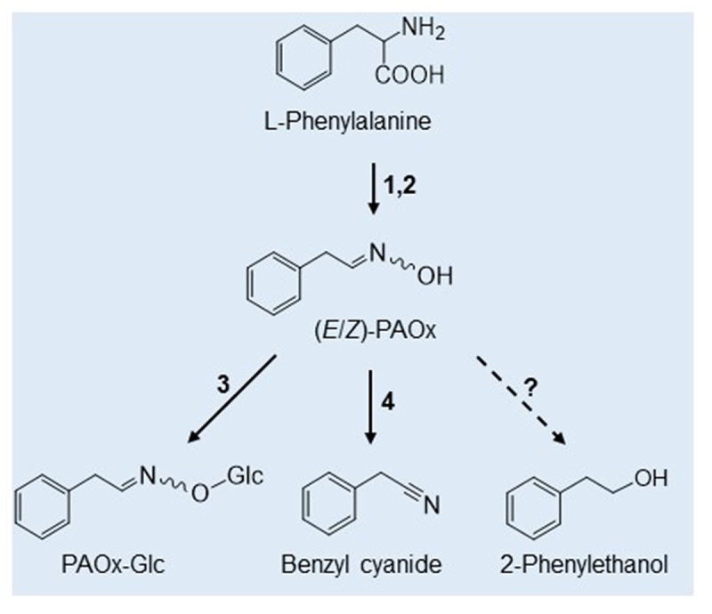 Robotic mechanical wounding is sufficient to induce phenylacetaldoxime accumulation in <i>Tococa quadrialata</i>.