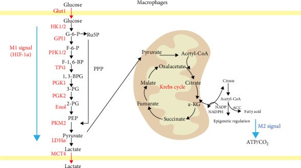 Metabolic Reprograming of Macrophages: A New Direction in Traditional Chinese Medicine for Treating Liver Failure.