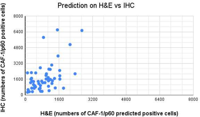 Leveraging deep learning for identification and segmentation of “CAF-1/p60-positive” nuclei in oral squamous cell carcinoma tissue samples