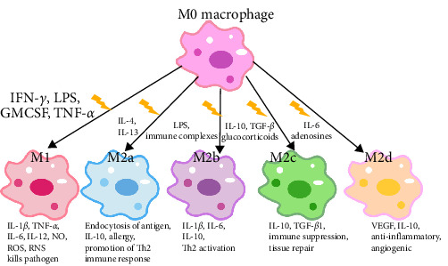 Metabolic Reprograming of Macrophages: A New Direction in Traditional Chinese Medicine for Treating Liver Failure.