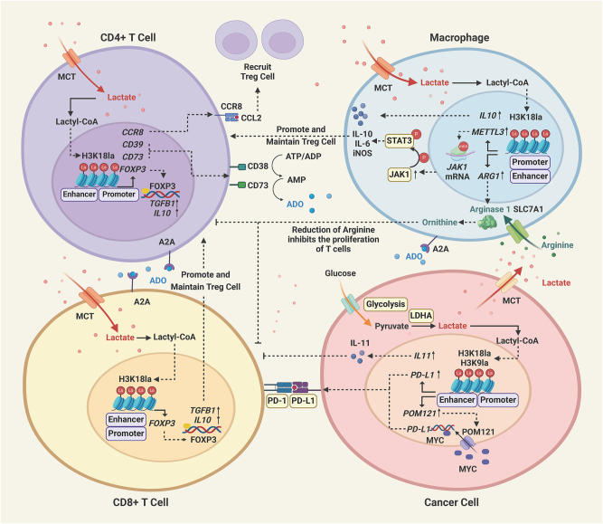 Histone lactylation as a driver of metabolic reprogramming and immune evasion.