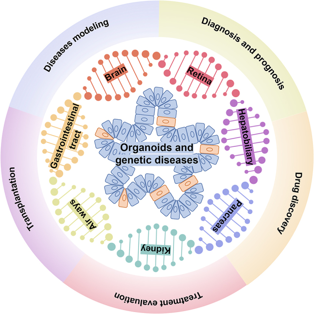 Biomedical applications of organoids in genetic diseases.